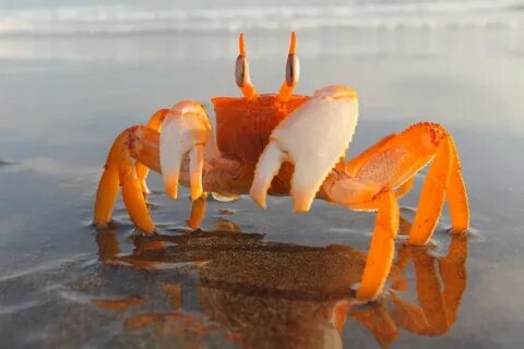 Крабики в море