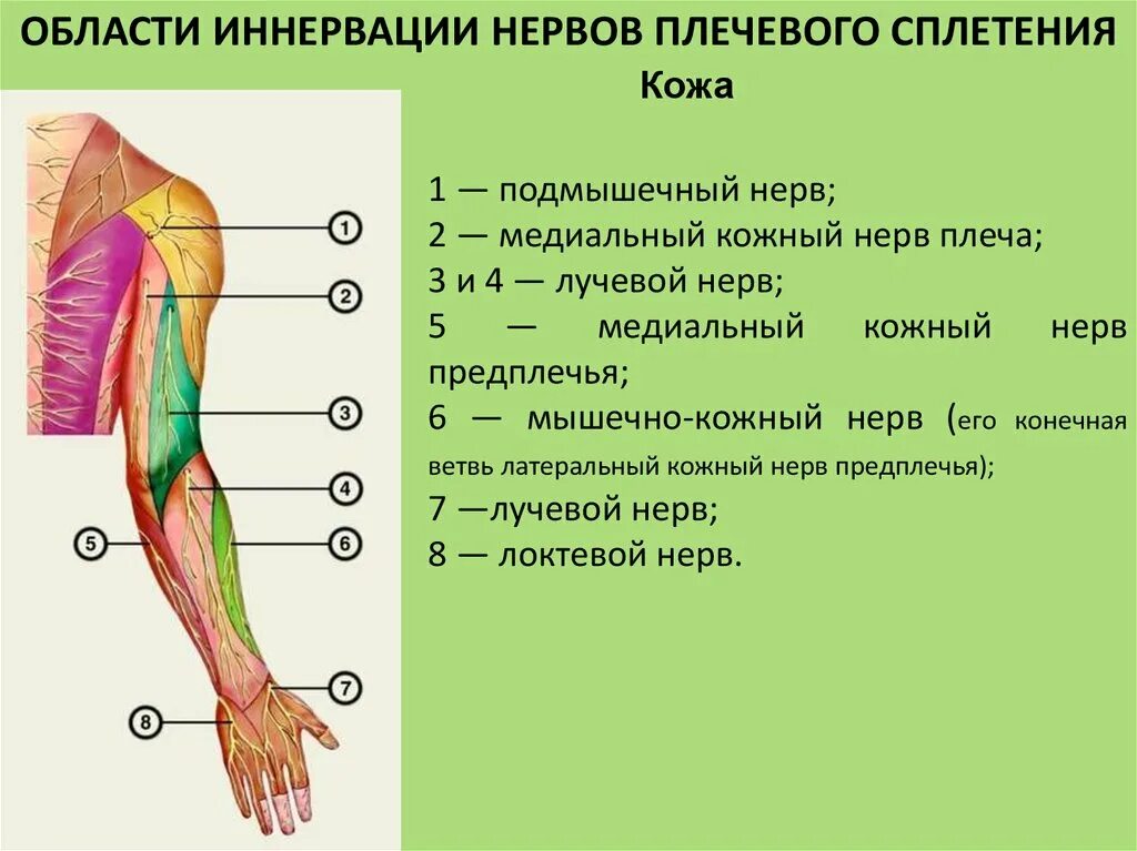 Анатомия подкрыльцового нерва плечевого. Область иннервации подмышечного нерва. Подмышечный мышечно кожный нерв. Мышечно кожный нерв иннервация.