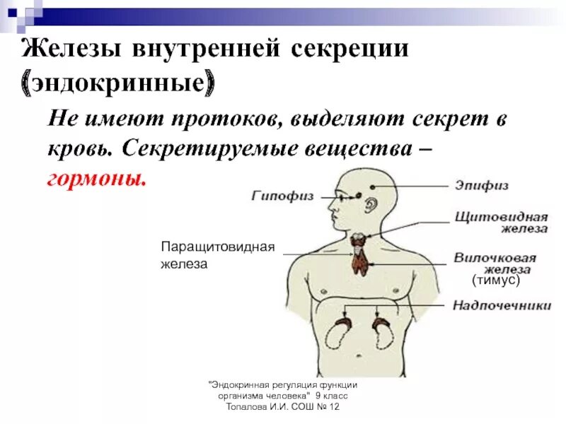 Жвс это. Эндокринная система железы внутренней и внешней секреции. Железы внутренней секреции: гипофиз, надпочечники, щитовидная железа.. Функции желёз внутренней секреции эндокринной. 2 Железы внутренней секреции и их функции.