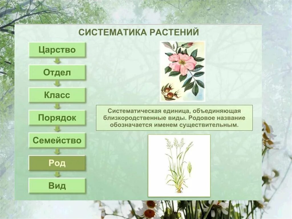 Систематика. Систематика растений. Классификация растений. Систематика царства растений.