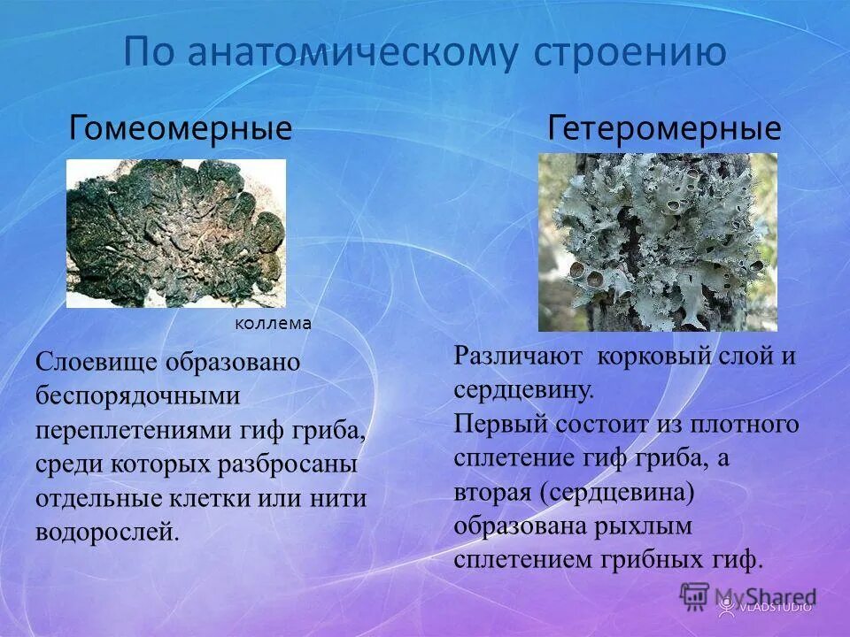 Гомеомерное строение слоевища лишайника:. Гомеомерные лишайники строение. Гетеромерное строение слоевища лишайника. Строение гетеромерного лишайника.