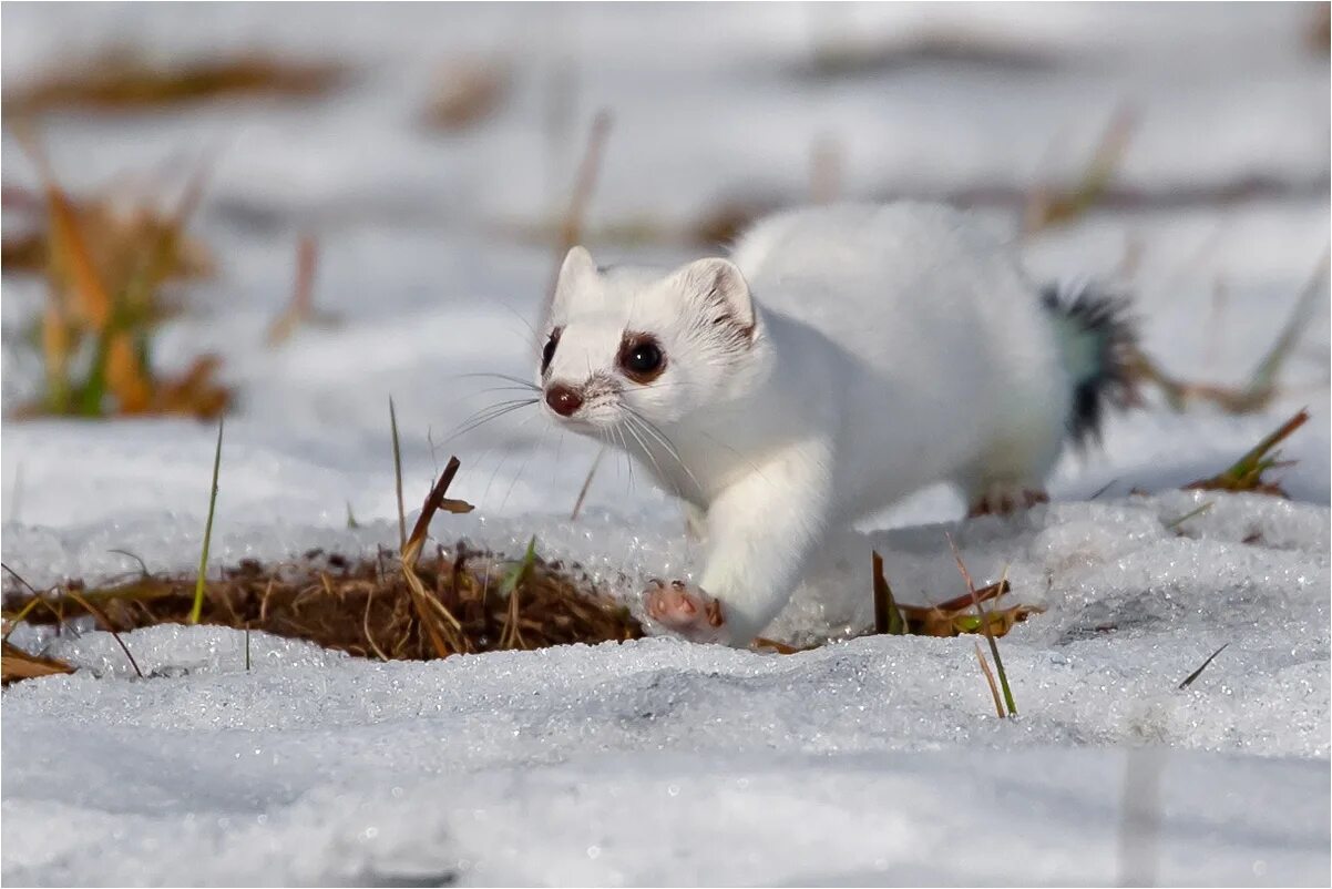 маленький хищный зверек зимой белый. куница соболь норка горностай. маленький хищный зверек зимой белый. сообщение о ласке. ласка норка хорёк горностай.