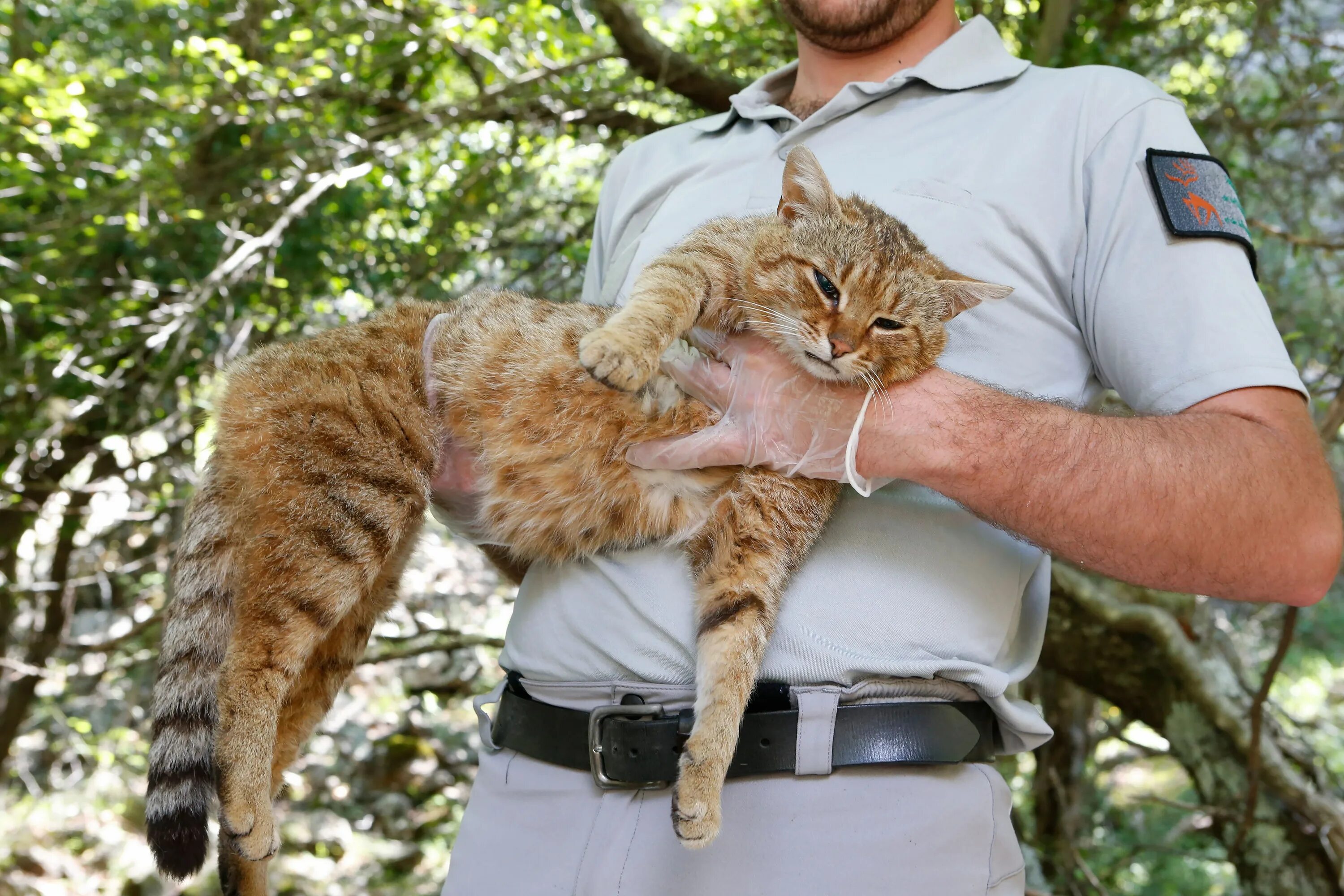 Корсиканский котолис. Котолис лисокот. Корсиканская кошка-лиса. Новый вид кошек. May have discovered