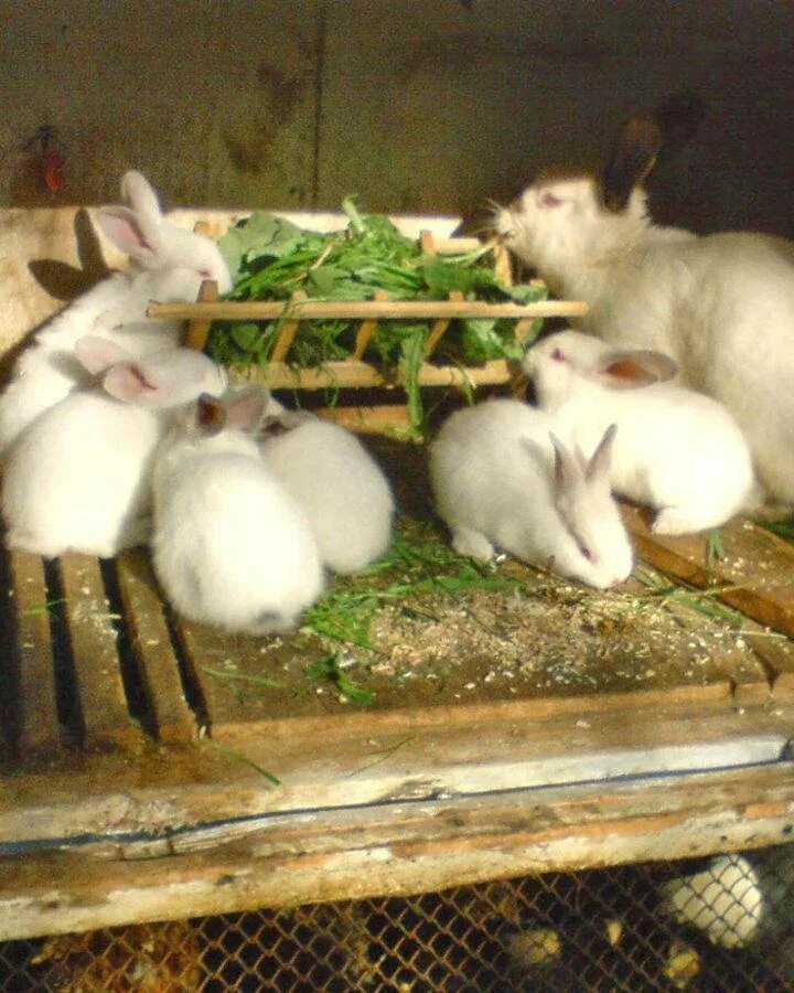 Можно ли кроликам крапиву. Кролики едят крапиву. Чем кормить кроликов. Что можно давать кроликам. Кроликам можно давать крапиву.