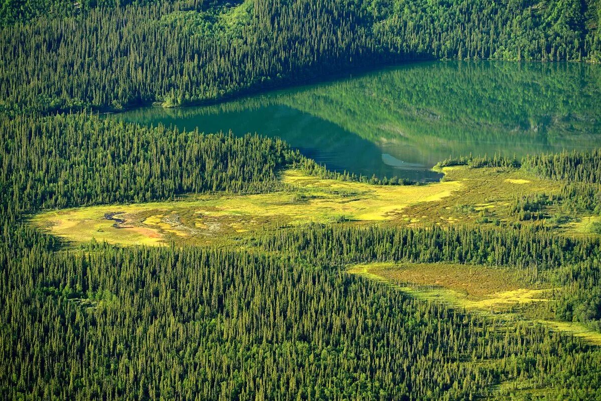 Великая россия сибирь. Западно-Сибирская низменность тайги. Тайга Западно сибирской равнины. Заболоченная Тайга Западной Сибири. Таежные просторы Западной Сибири.