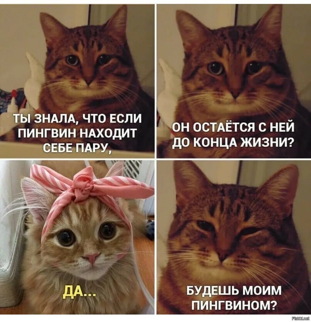 Мем 4 кота. Мемы. мемы с котом. кот из мемы. добрые мемы с котами.