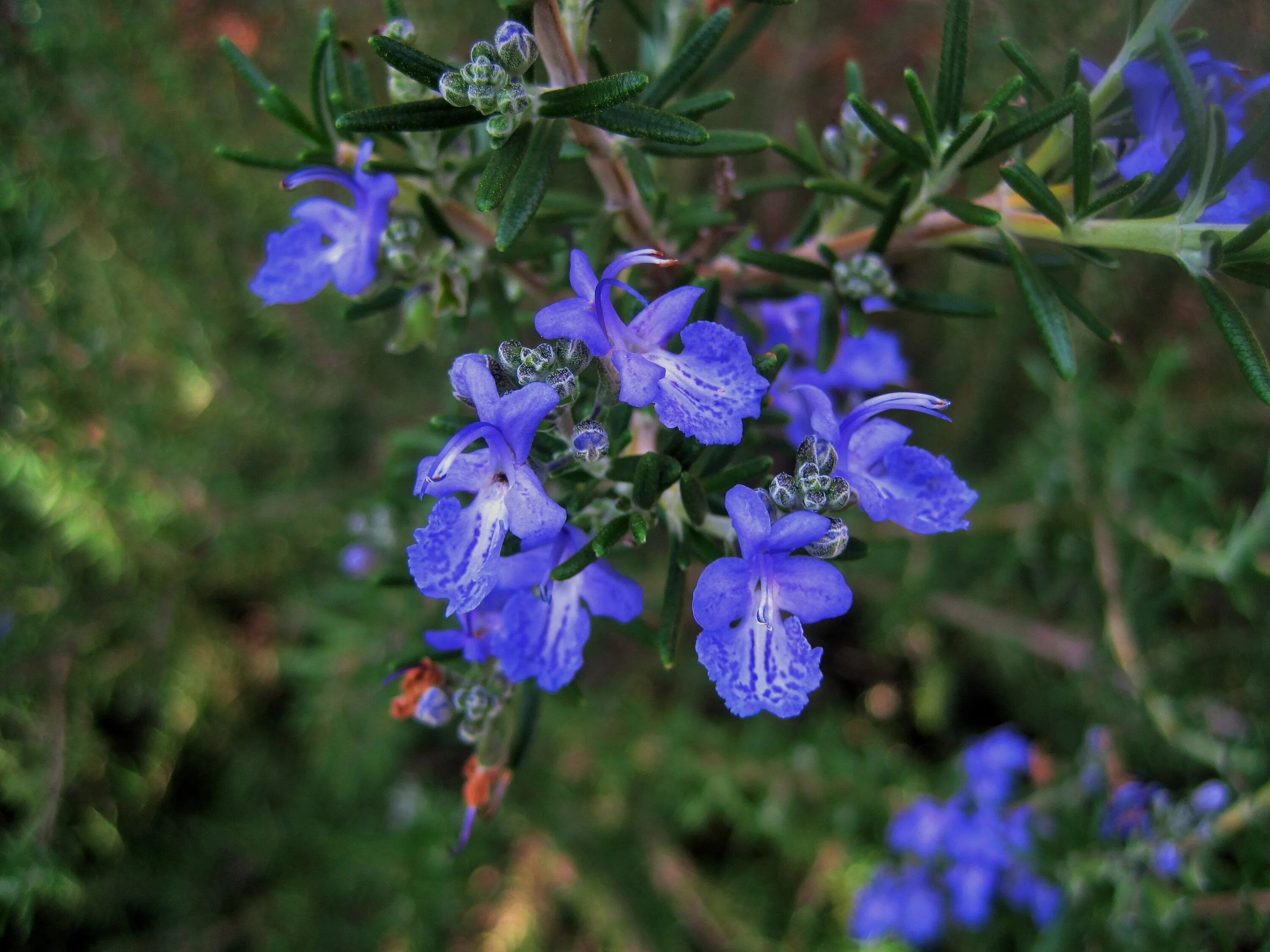 Розмарин лекарственный (Rosmarinus officinalis). Розмарин Корсикан Блю. Розмарин лекарственный/ Rosmarinus officinalis "Perigord". Розмарин цветет синими цветочками.