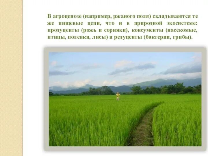 Виды агроценоза. Агроценоз поля. В агроценозе пшеницу относят к продуцентам. Агроценоз пшеничного поля. Круговорот веществ в агроценозе.