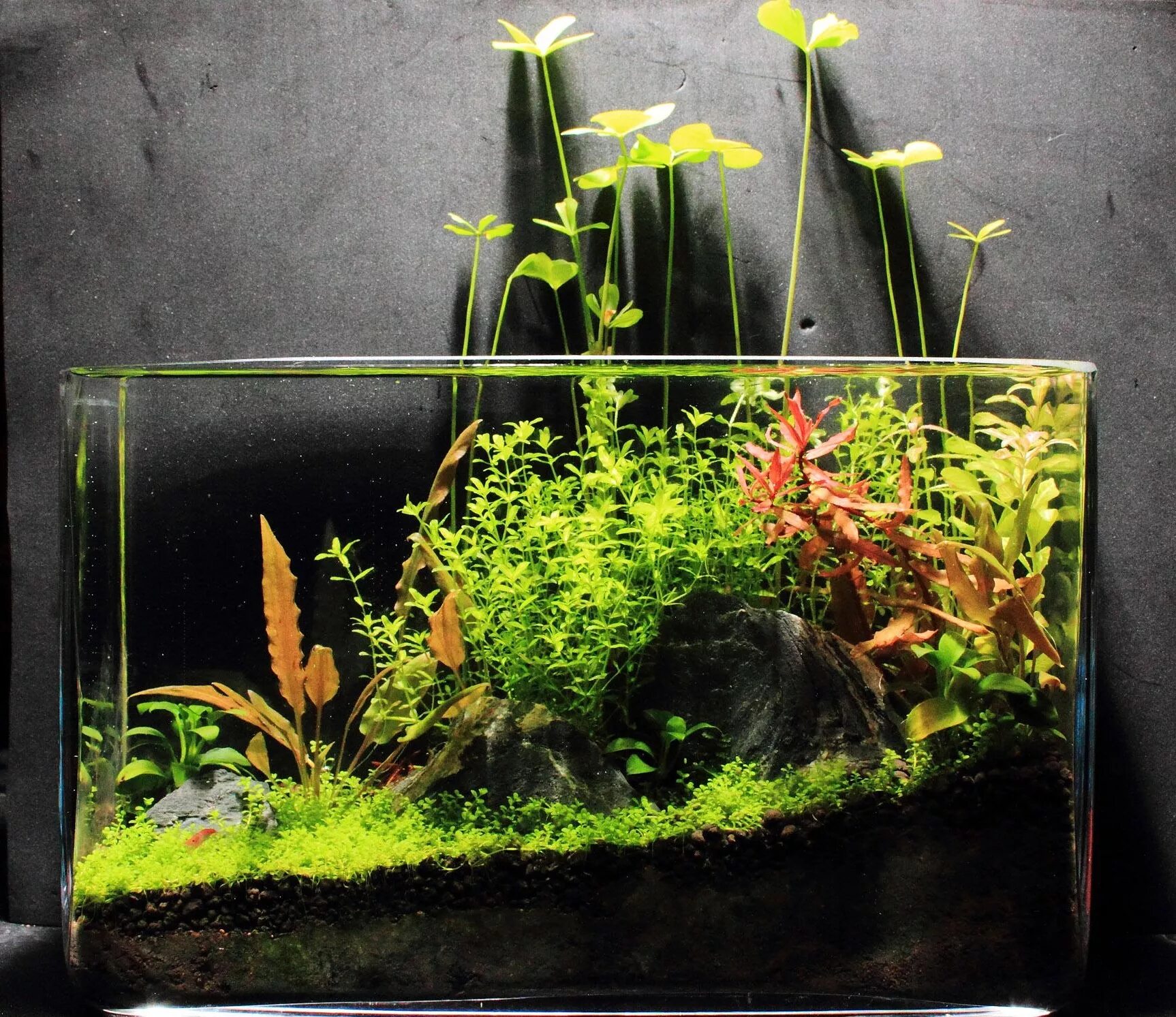 Tetra 720893. каких рыбок держат в аквариумах. каких рыбок держат в аквариумах. каких рыбок держат в аквариумах. маленькие рыбки для аквариума.