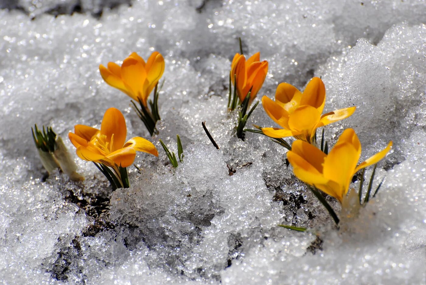 Где в марте снег. Мартовский снег. Цветы в снегу фото.
