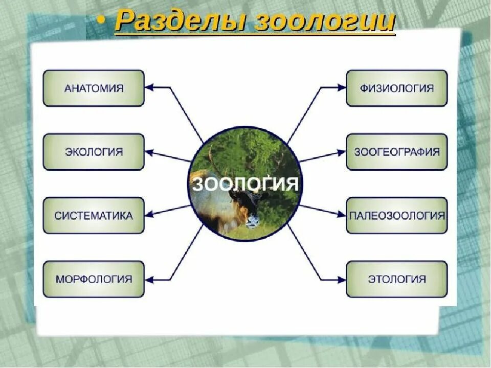 Наука которая изучает животных. Разделы зоологии. Структура науки зоологии. Зоология наука о животных. Разделы биологии Зоология.