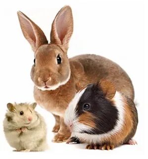 Small pets