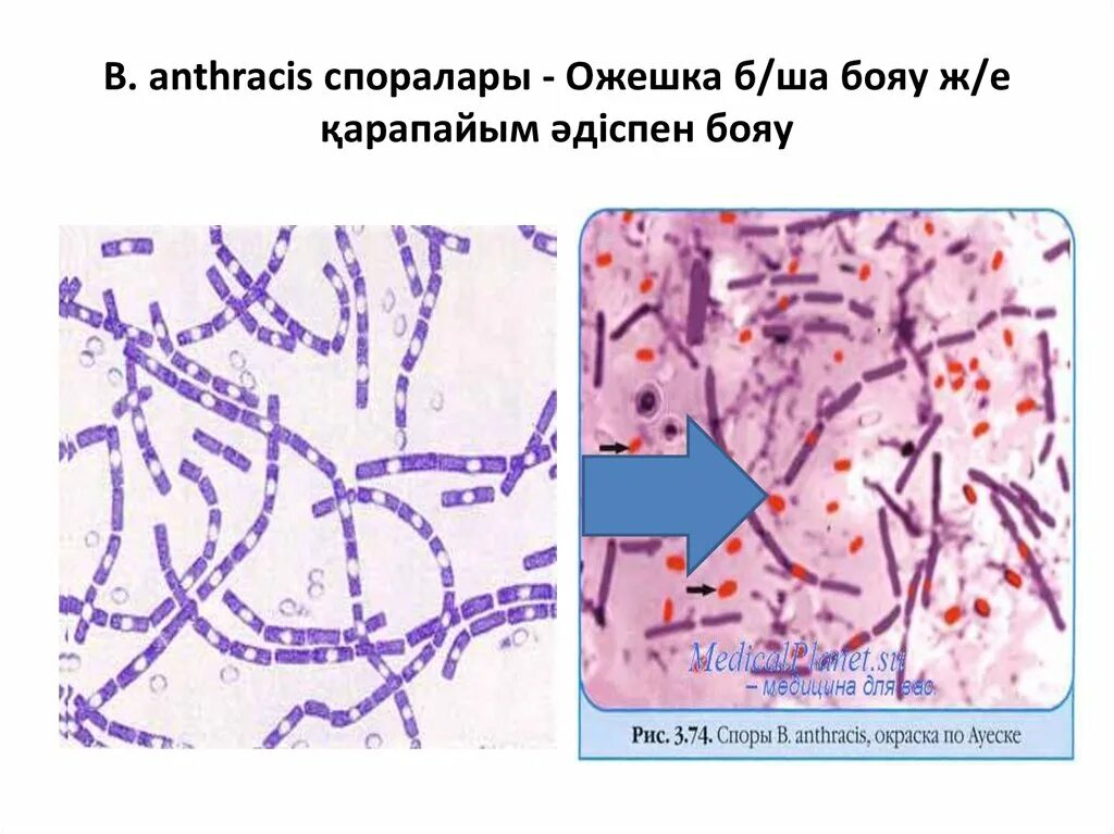 Ожешко микробиология. Ожешко микробиология