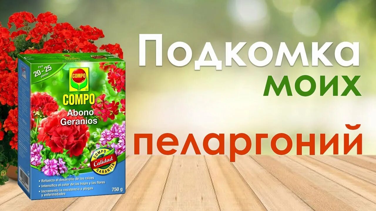 Герань подкормка. Удобрение для герани. Подкормка для пеларгонии. Удобрения для пеларгонии плющелистной. Таблица подкормки пеларгонии.