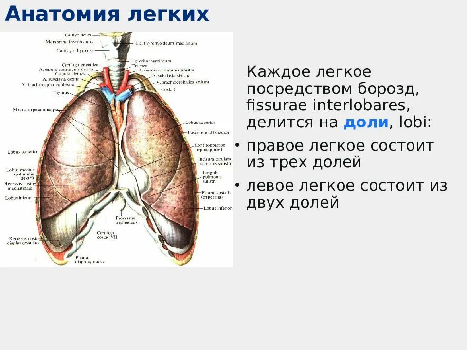 Легкое является. Анатомия легких. доли легкого анатомия. левое легкое. правое легкое состоит из.