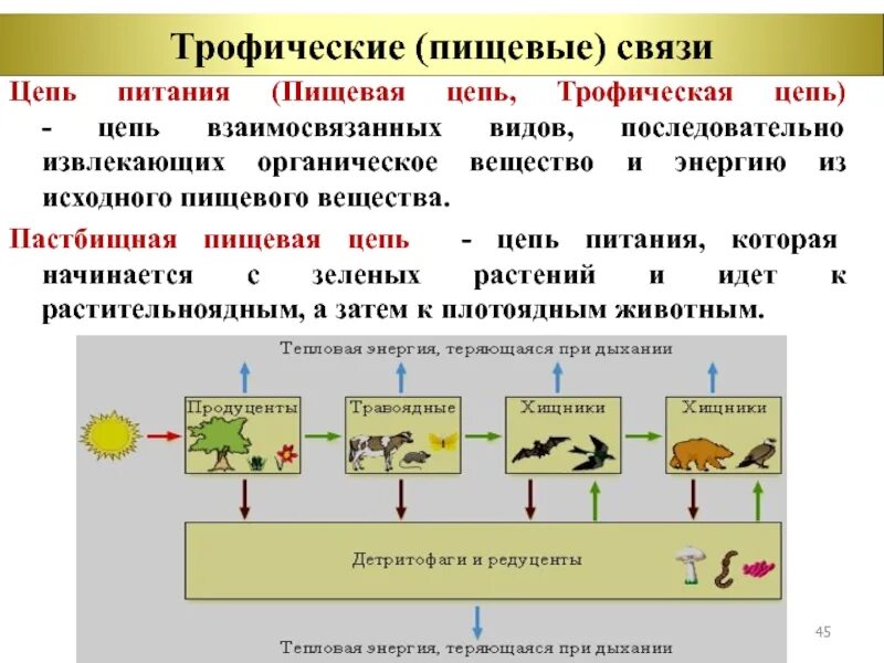 Трофические связи примеры. Трофические группы организмов. Трофические уровни. Трофические уровни таблица.