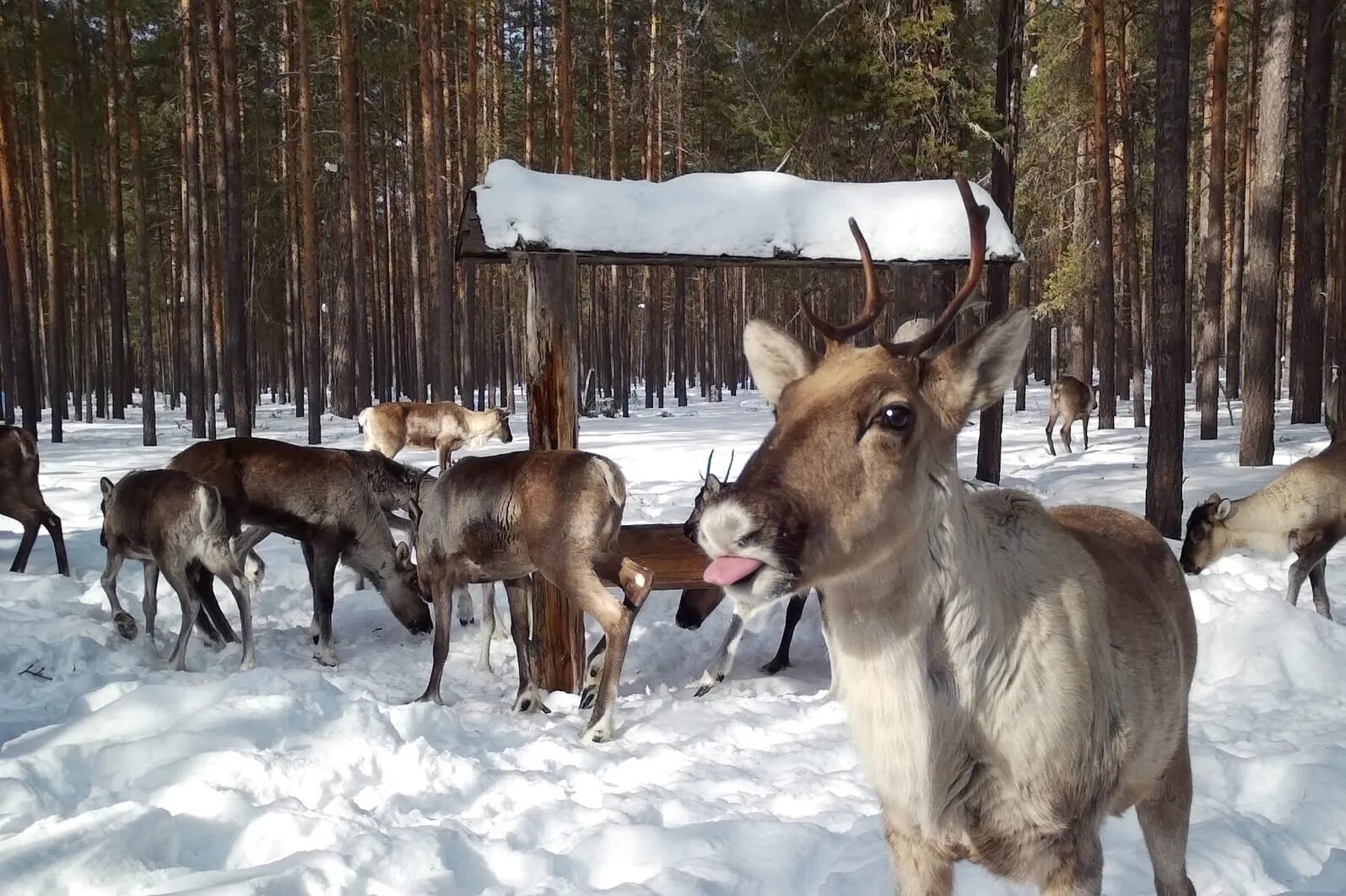 Международный день оленя