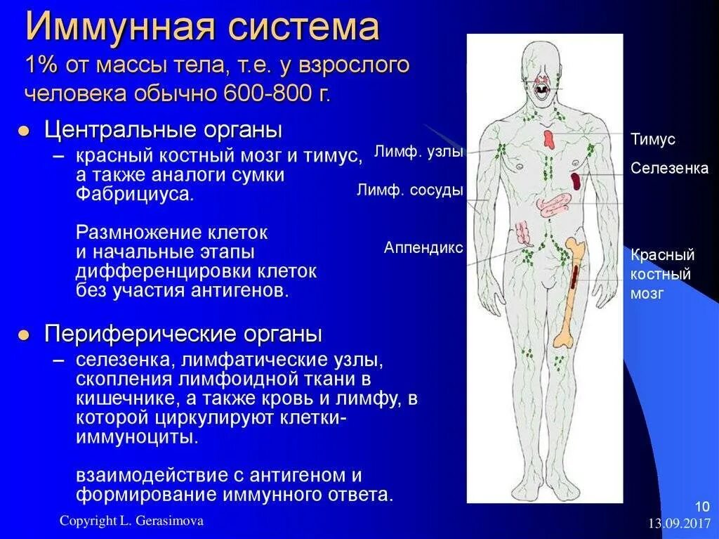 Вред костный мозг. Иммунная система человека 10 класс. Центр органы иммунной системы тимус и костный мозг. Красный костный мозг иммунная система мозг. Иммунная системаловека.