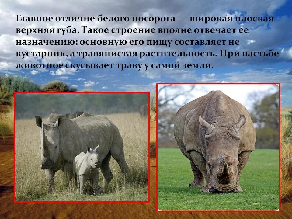 Сообщение на тему белый носорог. Сообщение на тему белый носорог