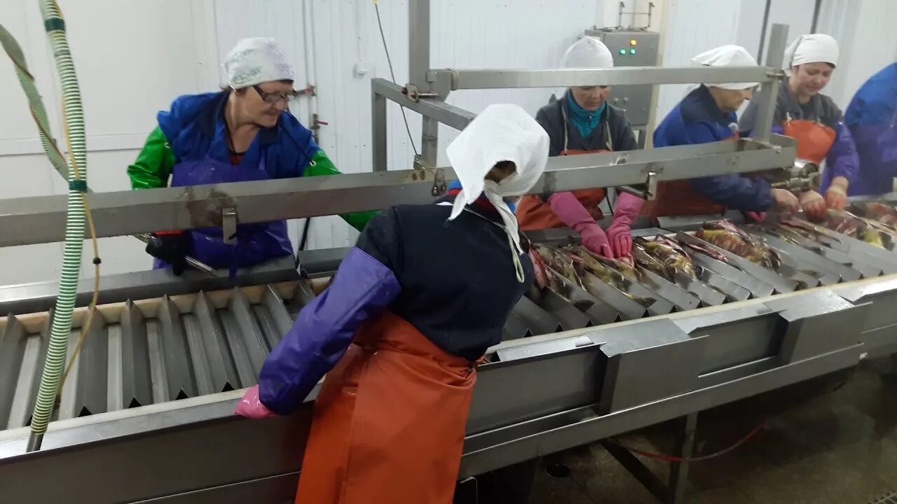 Работа вахтой. Сахалин вахта. Кухонный работник вахта. Сахалин вахта прямой работодатель. Женские вакансии вахтовым методом.