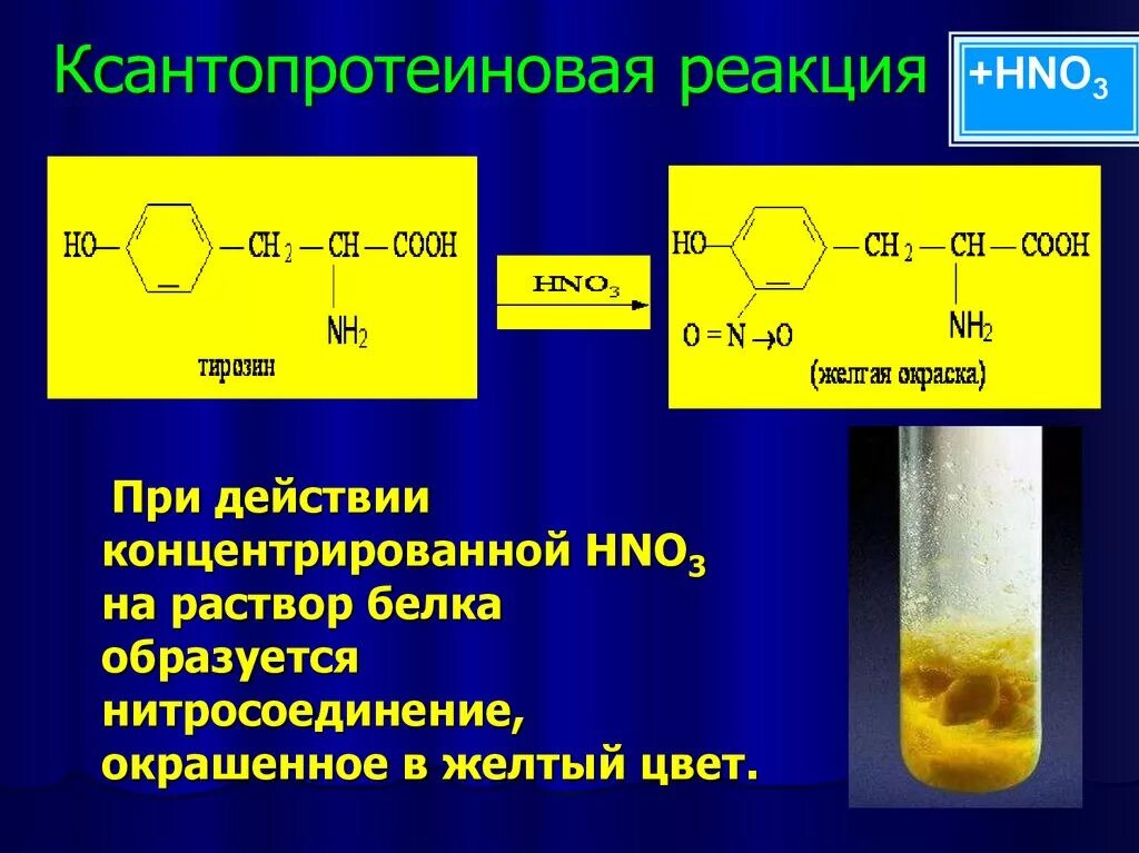 Образует желтую воду. Ксантопротеиновая реакция уравнение реакции. Ксантопротеиновая реакция альбумин. Ксантопротеиновая реакция формула реакции. Цветные реакции на белки ксантопротеиновая реакция.