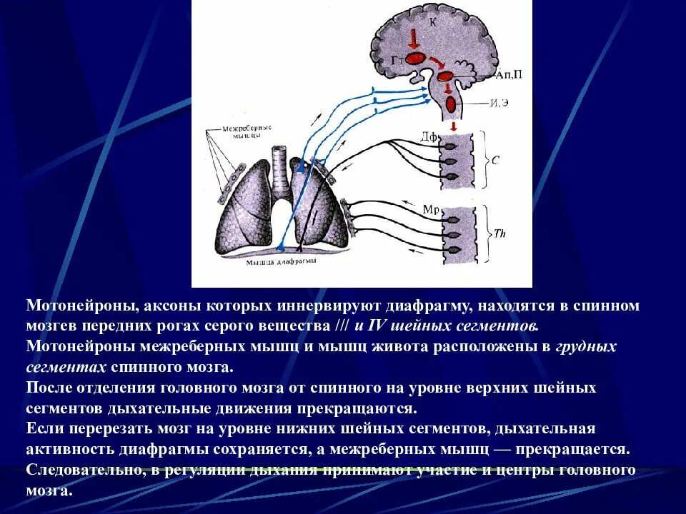 Какие нейроны в рогах спинного мозга. Мотонейроны межреберных мышц. Мотонейроны и аксоны. Мотонейроны иннервирующие межреберные мышцы. Мотонейроны диафрагмальной мышцы.