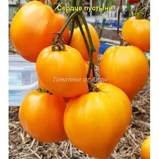 Томат сердце пустыни характеристика и отзывы отзывы