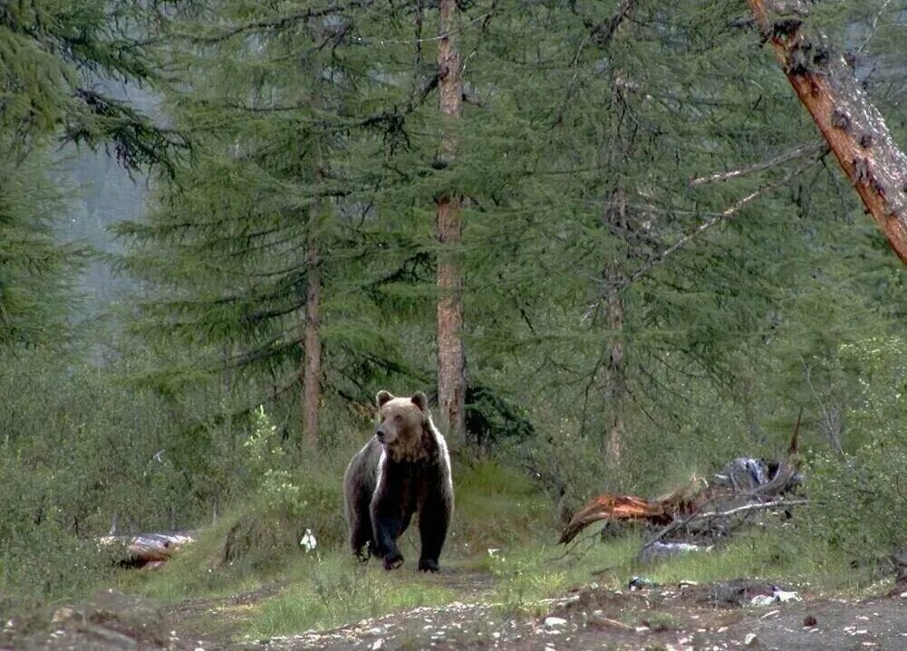 Тайга Северного Урала. Медведь в тайге. Медведь в лесу. Медвежонок в тайге. Тайга таежная жизнь