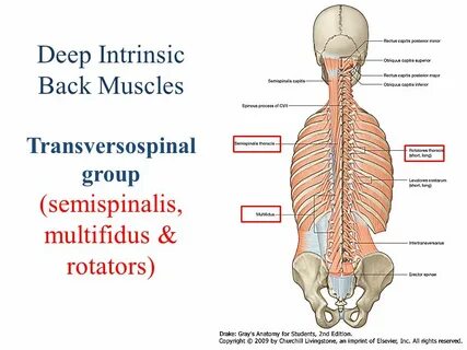 Deep back