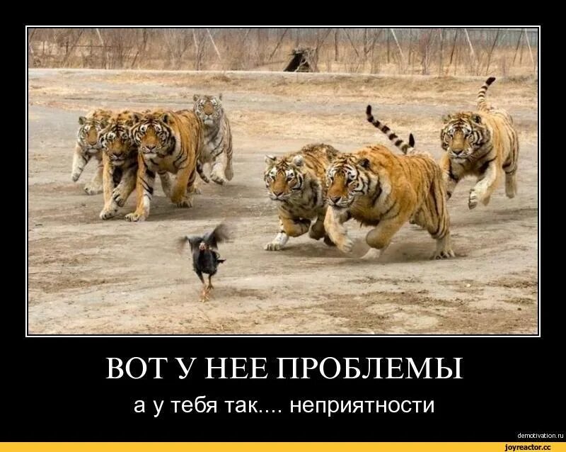 Проблема приколы