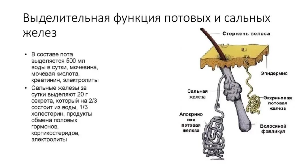 В каком слое расположены потовые железы. Выделительная функция потовых желез. Потовые железы строение и функции. Выделительная функция потовых и сальных желез. Стальная и потовые железы.