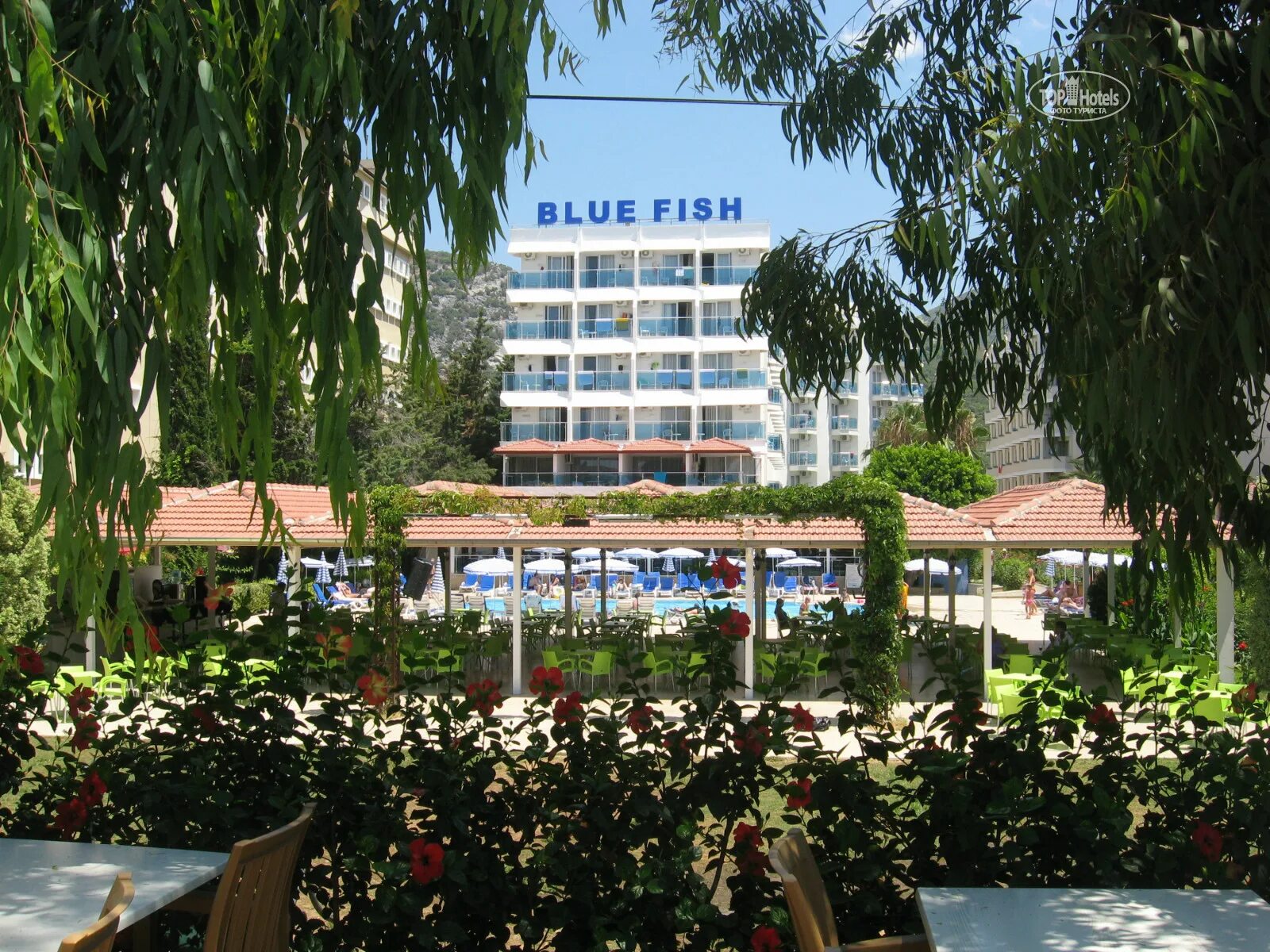 Блю фиш турция аланья. Турция Blue Fish. Blue Fish Hotel 4. Блю Фиш Турция фото.