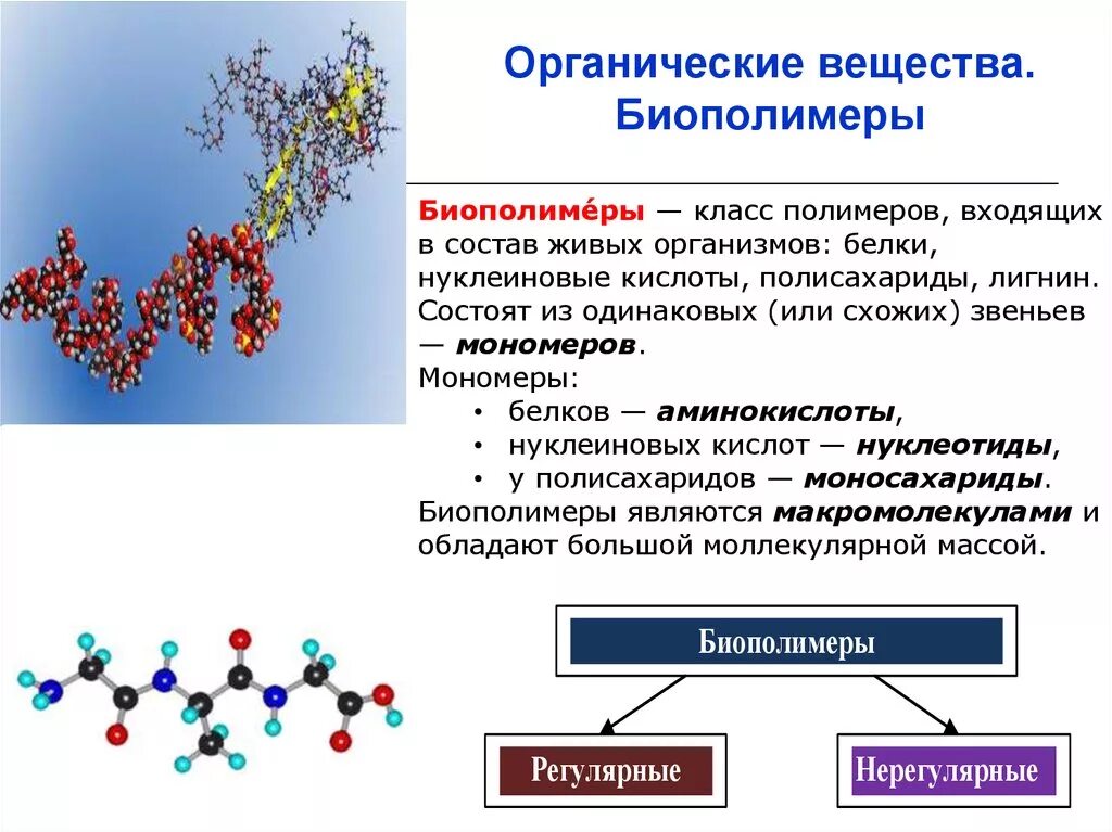 Состав мономеров белка. Полимерная цепь нуклеиновая кислота. Полимеры биополимеры мономеры 10 класс. Органические соединения нуклеиновые кислоты. Биологические полимеры химический состав.