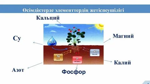 Ең әдемі кисканың суреттері