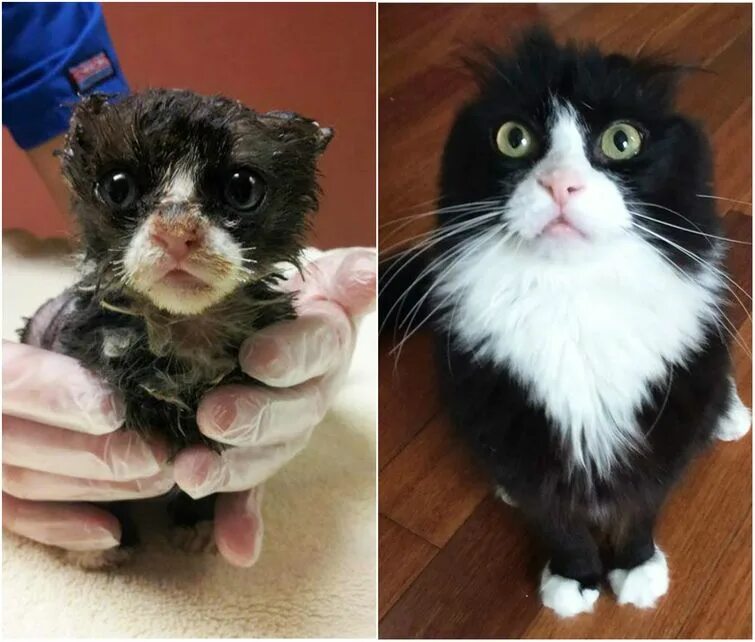 Подобрали котенка с улицы. Котята до и после. Подобранные котята до и после. Бездомные кошки до и после. Котята до и после спасения.