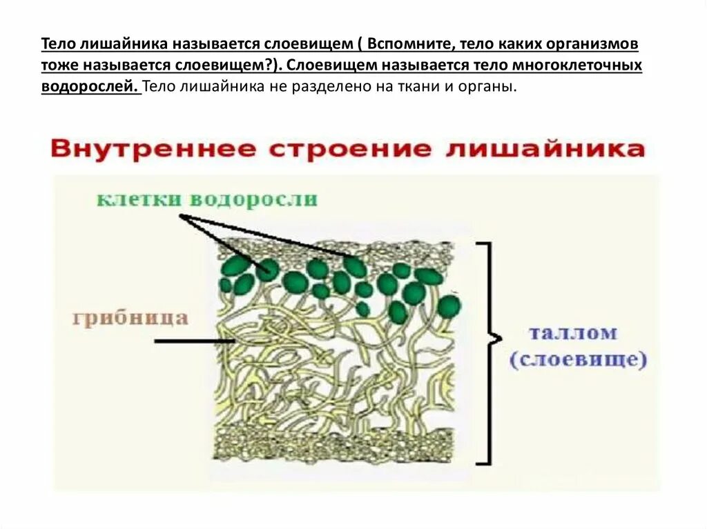 Какое тело лишайника. Внешнее и внутреннее строение лишайников. Внутреннее строение лишайников в поперечном разрезе. Макет внутреннего строения лишайника. Строение лишайника.