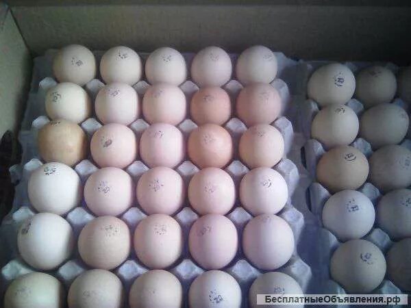 Яйцо доминанты купить. Инкубационное яйцо Доминант. Доминант д 104 цвет яйца. Чешские Доминанты инкубационное яйцо. Доминант д 107 цвет яйца.