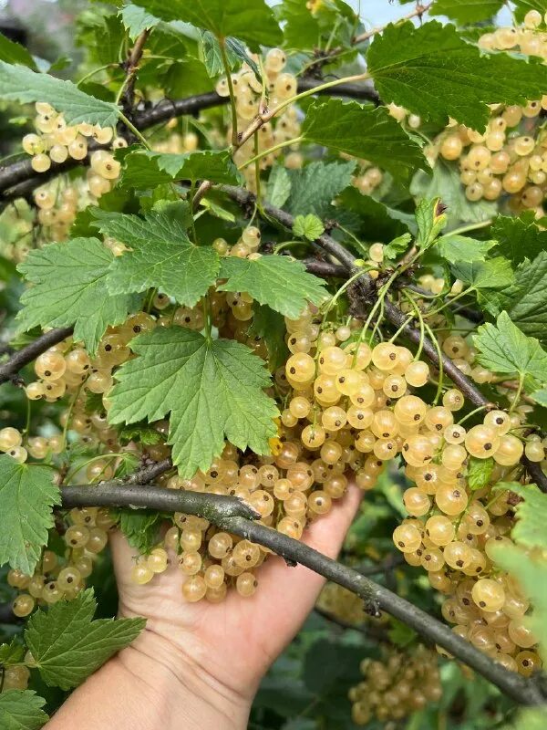 В черной смородине содержится витамин. Черная смородина витамины. Витамины в черной смородине. Смородина содержит. Какие витамины в черной смородине.