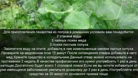 Лечебные свойства лопуха листьев для суставов