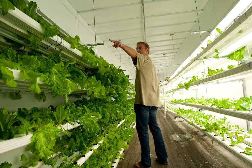 Автоматизированные вертикальные фермы. Ifarm теплицы. Горьковец тепличный комбинат. Начинающий растениевод. Биотехнологии в сельском хозяйстве.