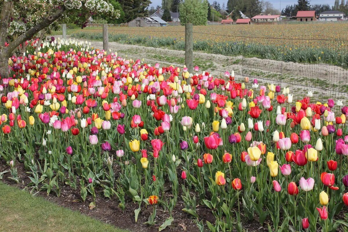beautiful tulip combinations - Google Search