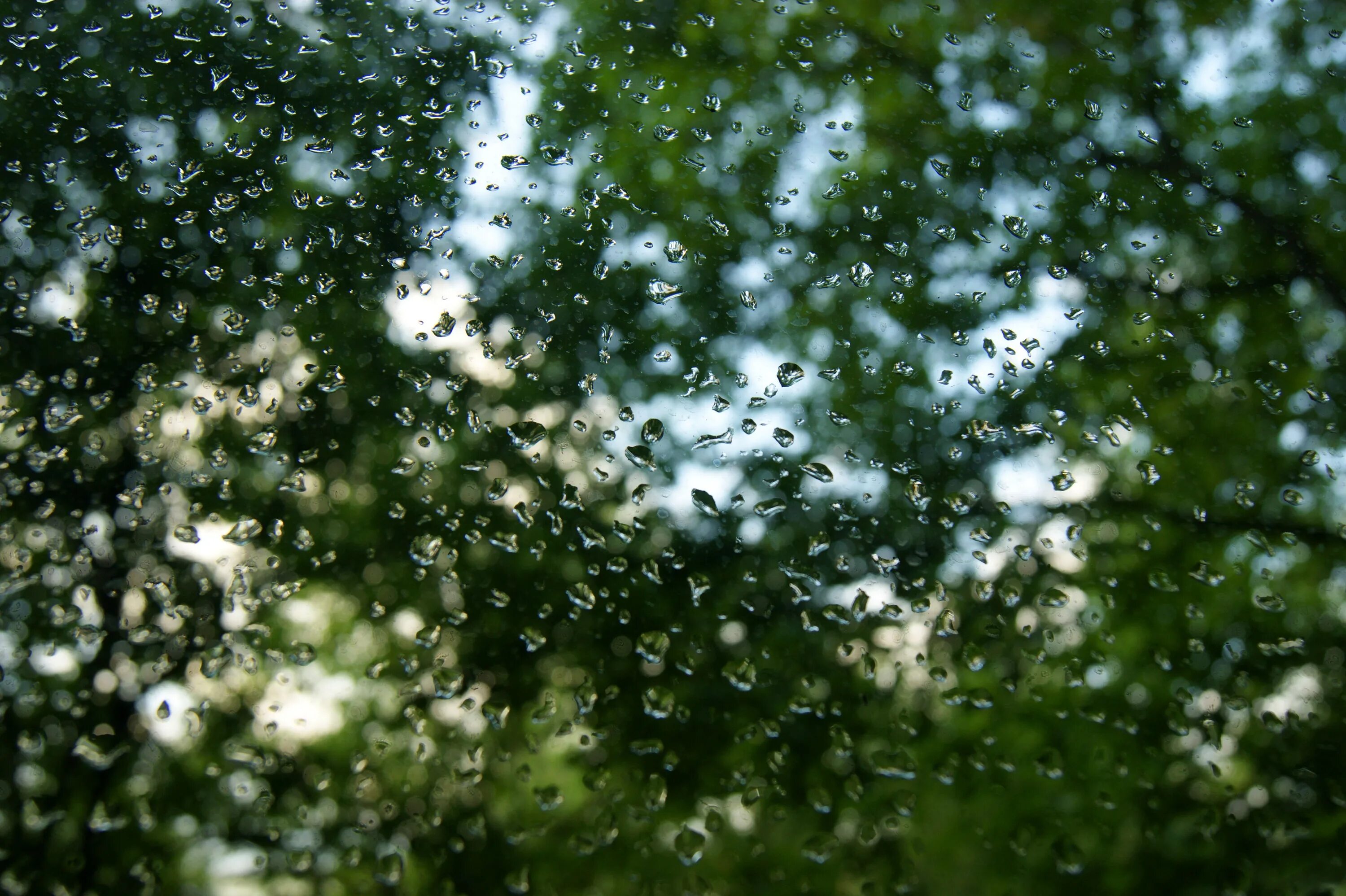 Rain tree