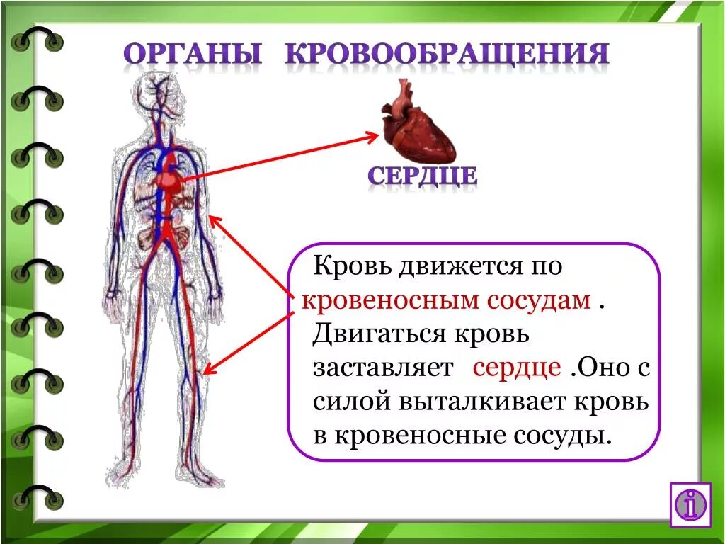 В какую систему органов входит сердце. Органы кровеносной системы человека 3 класс. Кровеносная система 3 класс окружающий мир. Организм человека 3 класс окружающий мир кровеносная система. Сообщение на тему кровеносная система человека.