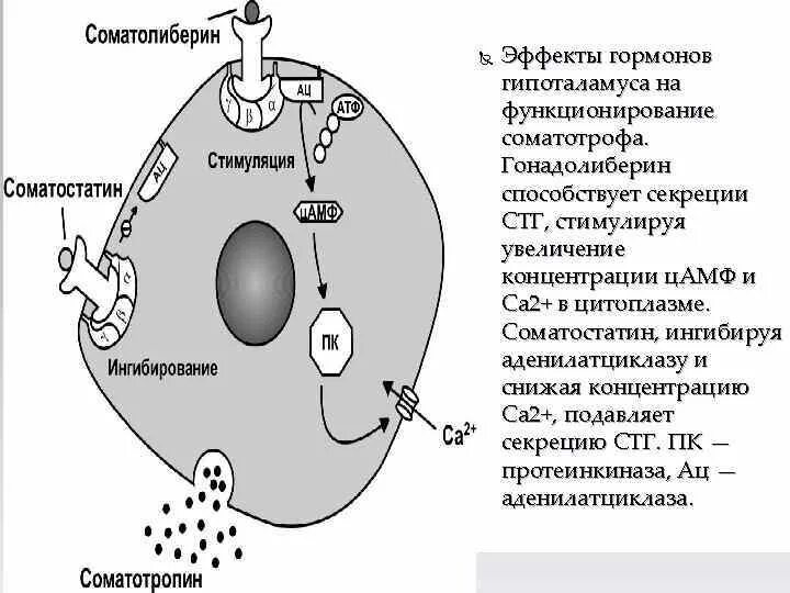 Соматолиберин функции гормона. Соматостатин клетки мишени. Соматотропный гормон химическая структура. Соматолиберин функции гормона. Механизм действия соматолиберина.