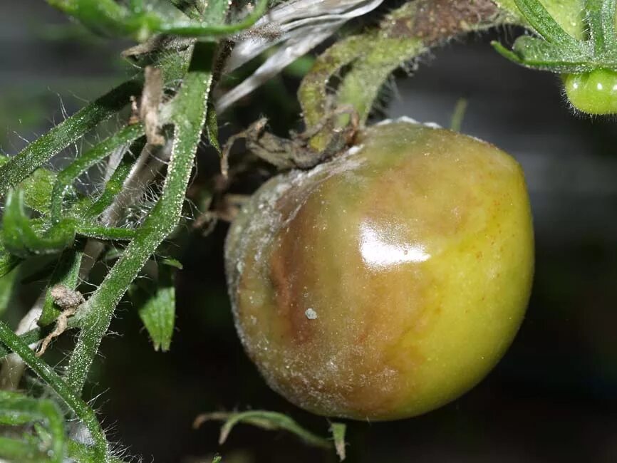 Гнили томатов в теплице. Серая гниль – botrytis cinerea. серая гниль томатов ботритис. ботритис на томатах. серогниль томатов.