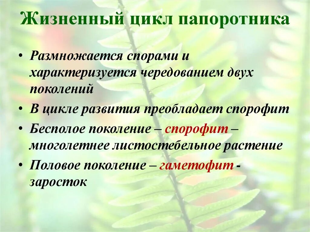 Жизненный процесс папоротника. Характеристика стадий жизненного цикла папоротникообразных. Жизненный цикл папоротника. Жизненный цикл развития папоротника. Жизненный цикл папоротниковидных растений.