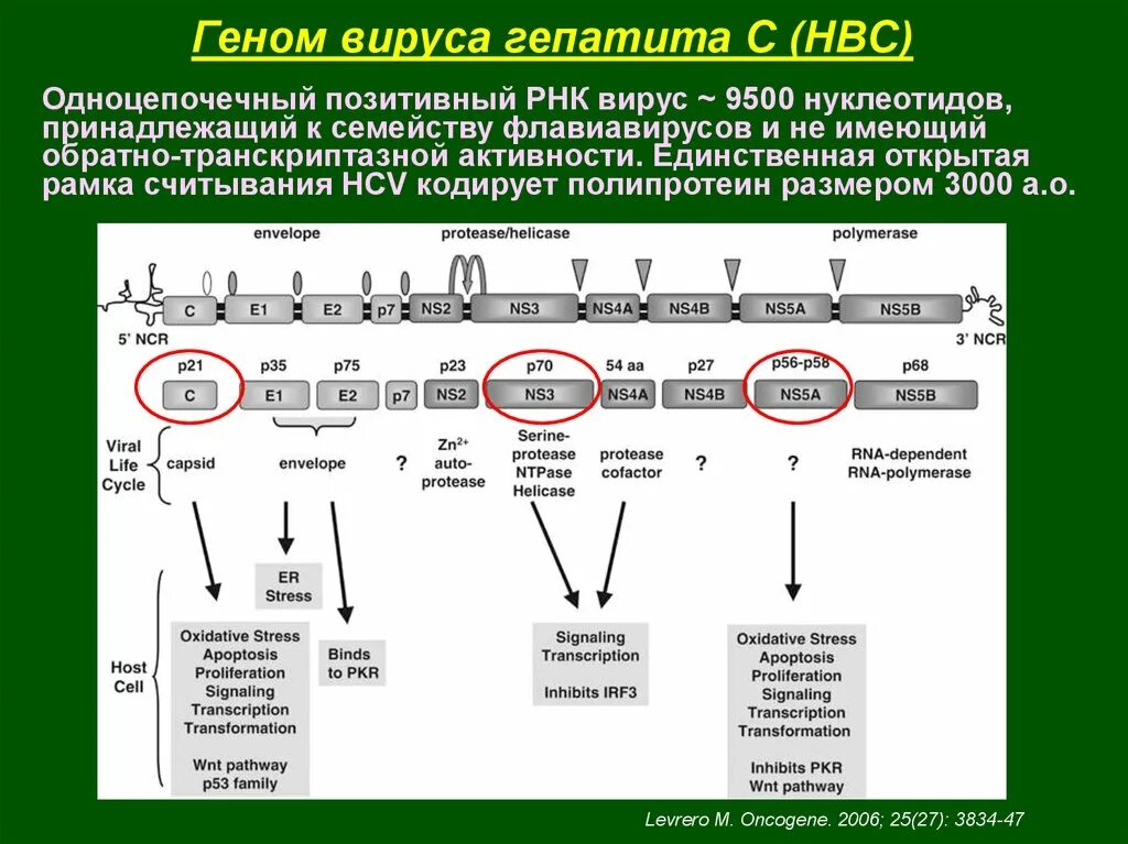 Рнк геномные вирусы. Геном вируса гепатита с. Геном гепатита а. Структура вирусного генома. Структура генома вируса гепатита.