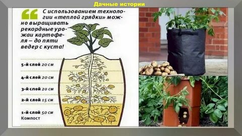 Сколько грунта нужно огурцу