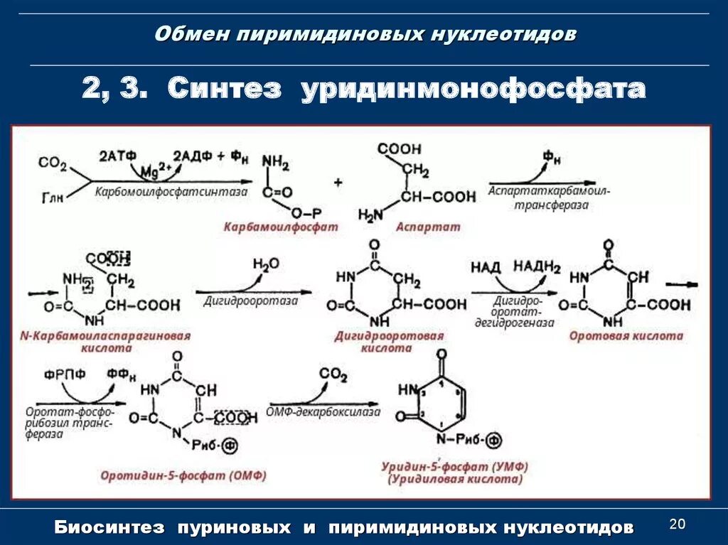 Распад пиримидиновых. Синтез пиримидиновых нуклеотидов биохимия. Синтез пиримидинов уридинмонофосфат. Синтез пуриновых и пиримидиновых оснований биохимия. Схема синтеза пиримидиновых оснований.