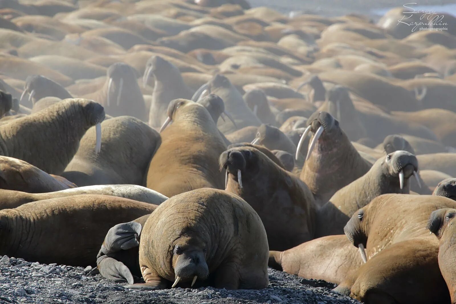 Южный ледовитый океан. Берингово море. Тихоокеанский морж чукотка. Жители побережья северного ледовитого океана. Морж в беринговом море.